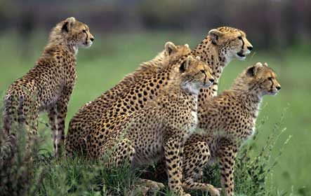 tiger-safari-shriadinath-yoga-ashram-