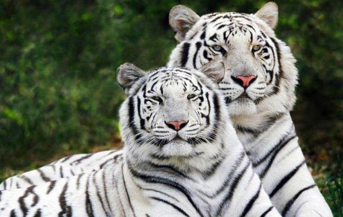white-tiger-safari-shriadinath-yoga-ashram-