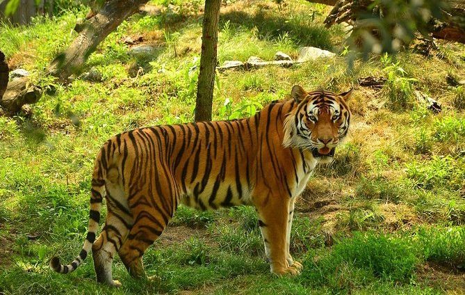 wildlife-safari-shriadinath-yoga-ashram-.jpg1