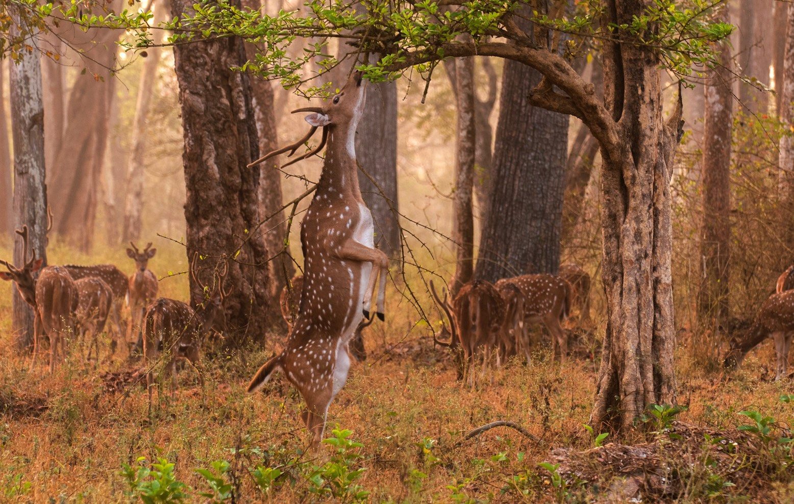 wildlife-safari-shriadinath-yoga-ashram-.jpg2