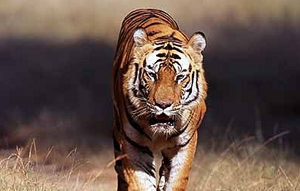 wildlife-safari-shriadinath-yoga-ashram-